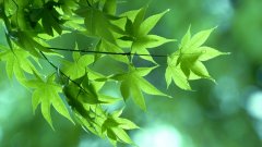 商务英语|对引进技术的要求